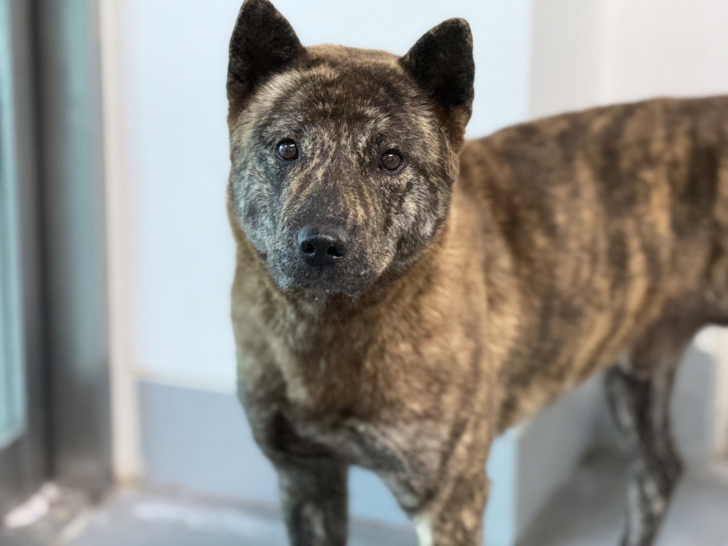 종료(반환) 믹스견…